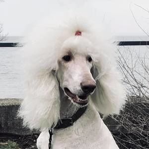 Meet your Posher, Tamara